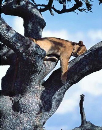 Trees Climbing Lions Tarangire National Park